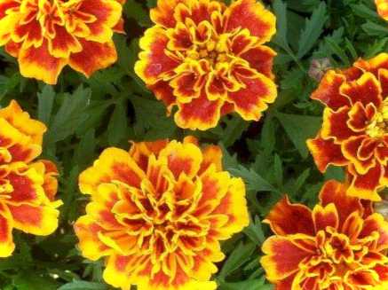 Сусіди для малини що не можна садити поряд з малиною на дачній ділянці