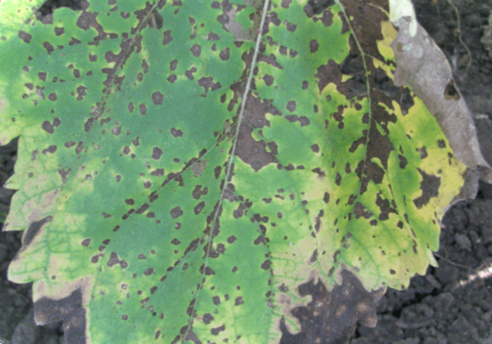 Септоріоз розсади та квітів фото хвороби, опис та лікування