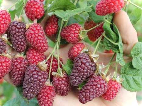 Живцювання ежемаліни добірка рекомендацій з розсадки малини та ожини