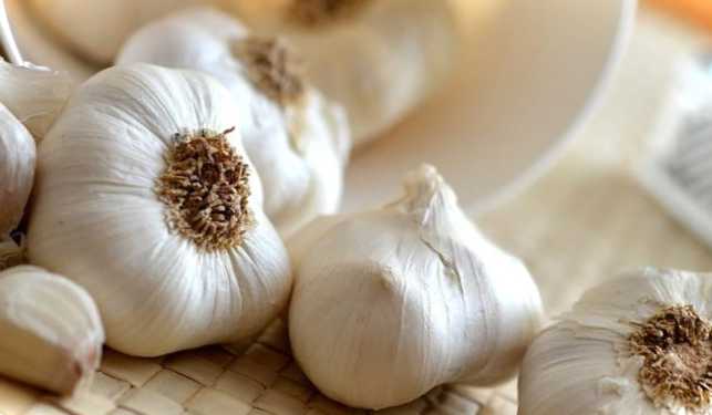 Черв'яки та комахи в часнику що робити зі шкідниками врожаю