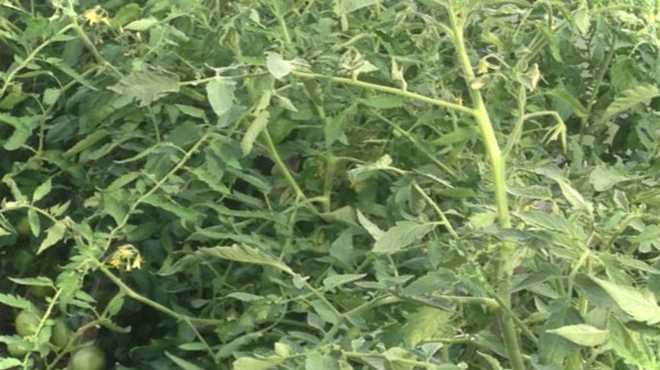 Бадилля помідорів застосування проти шкідників та для здоров'я