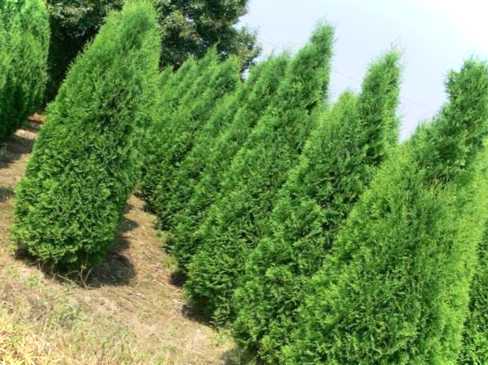 Туя західна коли садити краще та який догляд важливо їй забезпечити?