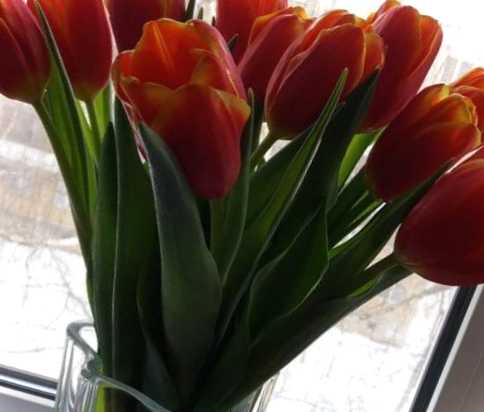Вигонка тюльпанів у домашніх умовах - терміни посадки та технологія вирощування