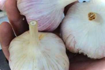 Великі сорти озимого часнику агат, подарунок, зубря, жеребець