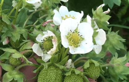 Догляд за полуницею під час цвітіння та плодоношення