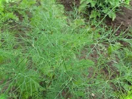 Як заморозити кріп на зиму в морозилці в домашніх умовах