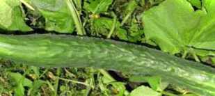 Китайські огірки як вирощувати у теплиці та у відкритому грунті