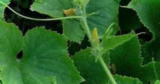 Огірки та їх листя закручуються всередину чому так відбувається, що робити