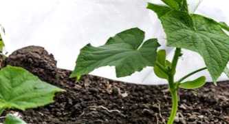 Грядки з піноплексу, або як утеплити город на дачі пінопластом?