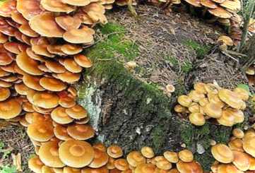 Як виростити гриби на пні технологія вирощування гливи в домашніх умовах