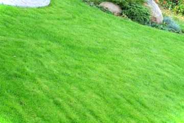 Трава польовиця - фото з докладним описом рослини. Як виглядає польниця?