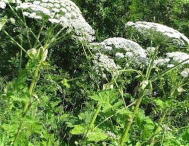 Як знищити борщівник на дачній ділянці складності боротьби