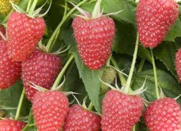 Сорта малини Роялті, Жозелі, Глен кое, Покус опис, особливості догляду