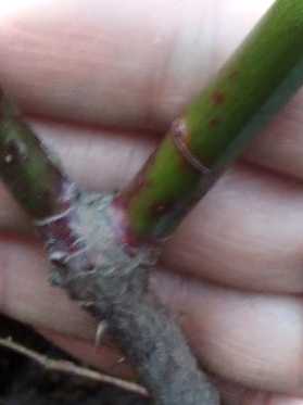 Інфекційний опік або кореневий рак троянд