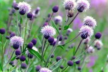 Бодяк польовий фото крупним планом, корисні властивості рослини