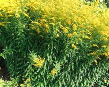 Як боротися з небезпечним бур'яном амброзією методи, підводні камені