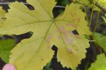 Світло-зелене листя у винограду і чим підгодувати причини, лікування, список підживлень