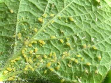 Як виглядають трипси на томатах та якими способами з ними боротися?