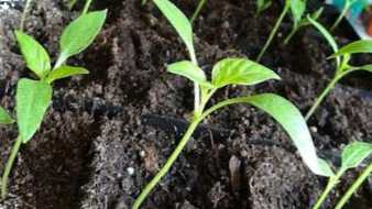 Розсада перцю застигла в зростанні чому так сталося, що робити