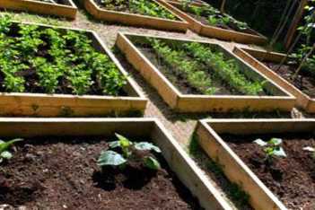 Овочі в грядках-коробах метод посадки та вирощування картоплі