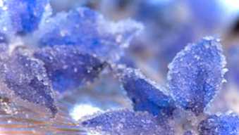 Питання-відповідь як зробити зацукровані квіти? Інструкція з готування