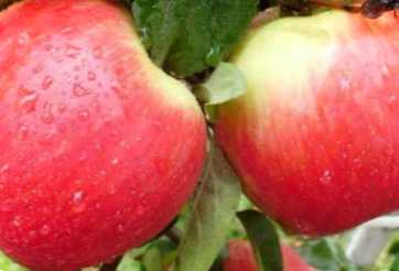 Збір яблук на зиму, коли краще знімати яблука зимових сортів