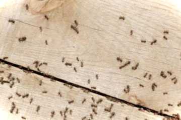 Найефективніші засоби від мурах інсектициди від комах у квартирі