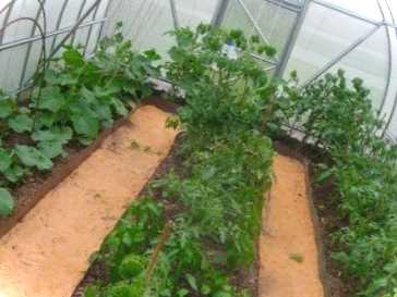 Сусідство помідорів та огірків у теплиці чи можна саджати їх поруч