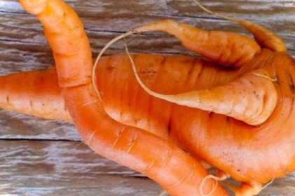 Чому морква росте кострубата і рогата - причини і що робити?