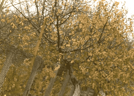 Як правильно посадити вишню восени саджанцями - покрокова інструкція