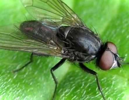 Мінуюча муха на огірках та томатах фото, види, заходи боротьби