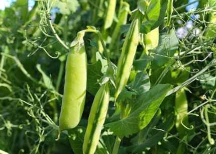 Вирощування гороху з насіння у відкритому ґрунті - коли і як правильно садити