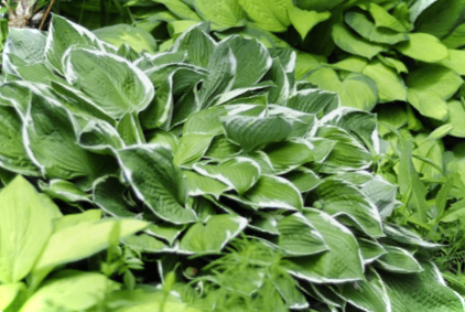 Хоста - посадка, вирощування та догляд у відкритому ґрунті