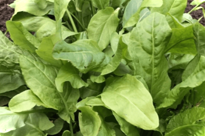 Вирощування щавлю та догляд у відкритому грунті та будинки на підвіконні