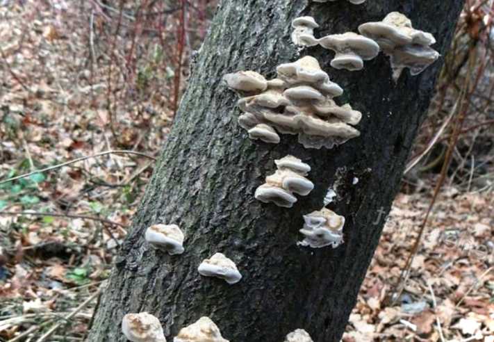 Гриби-паразити на деревах і навколо них як виглядають і як називаються