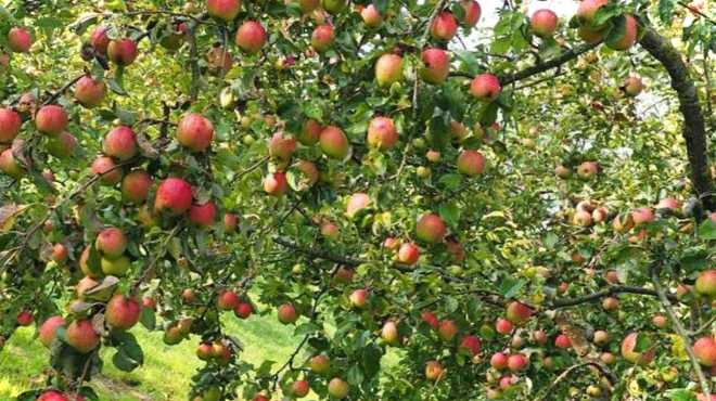 Яблунева щитівка та боротьба з нею що це таке і як лікувати?