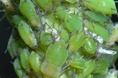 Мурашки та попелиця на яблуні чим обробити і як захистити дерево