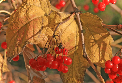Заготівля калини на зиму без варіння. Найкращі рецепти та способи приготування