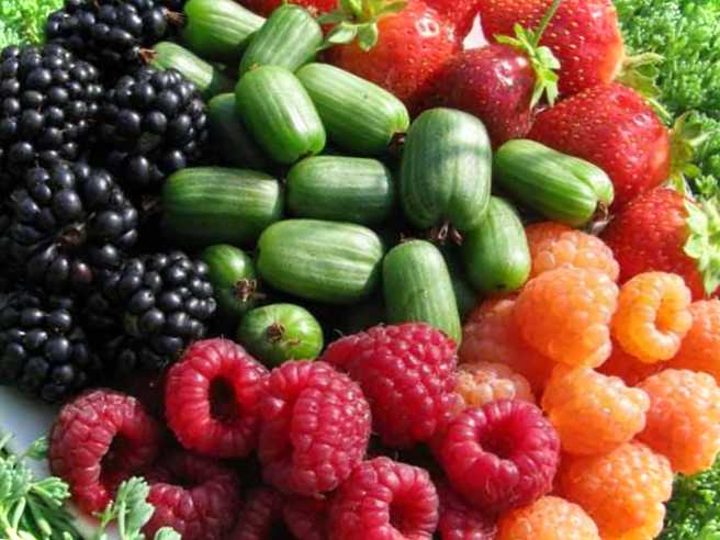 Які ягоди ростуть на городі, вони точно повинні рости у Вас на дачі