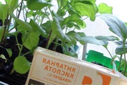 Янтарна кислота для рослин - показання та інструкція щодо застосування на городі