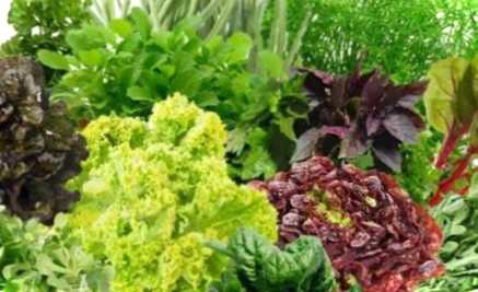 Дізнайтеся про те, як зберегти зелень без свіжого холодильника