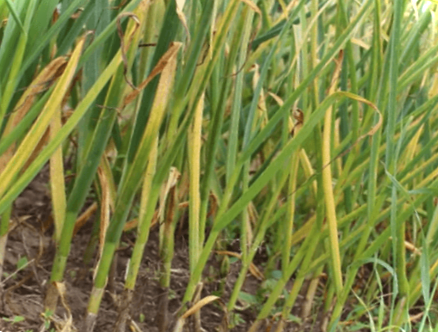 Жовтіє часник на грядці - чим полити та підгодувати?