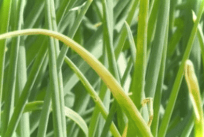 Чому жовтіє цибуля на грядці - причини і як із цим боротися