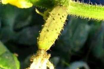 Чому жовтіють зав'язі огірків у теплиці? Що робити?