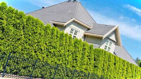 Правила посадки живоплоту види рослин та норми посадки