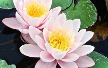 Що потрібно знати про зберігання німфеї взимку? Питання-відповідь експертам