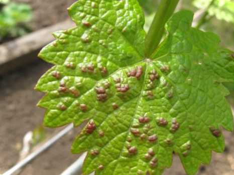 Павуки у винограді перелік найкращих способів боротьби з комахами